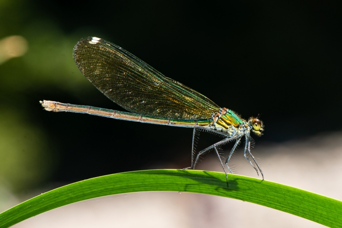 Damigella fasciata femmina